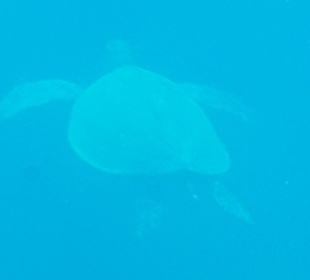 Schnorcheln Marsa Alam 