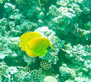 Schnorcheln Makadi Bay