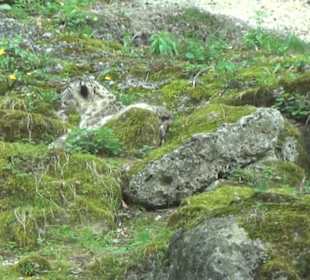 Südamerika Bereich - Schneeleopard