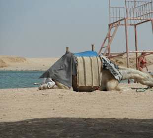 Sharm el Naga/Oskar das Kamel Reiten Fotos für 2$ 