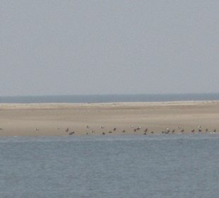 Seehunde auf der Seehundsbank vor Büsum