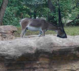 Tierpark Hagenbeck