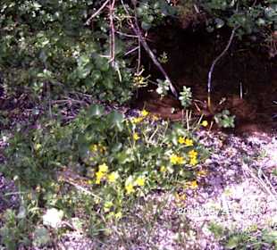 Sumpfdotterblumen am Wanderweg