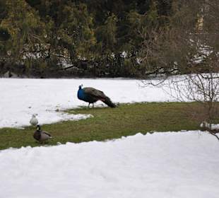 Mieszkańcy Łazienek Królewskich