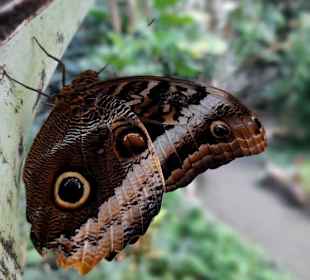 Blauer Bananenfalter