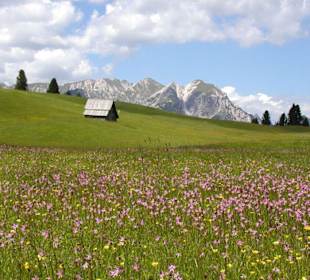 Herrliche Sommerwiese...