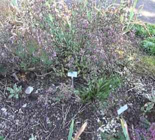 Irisgarten - Berggarten