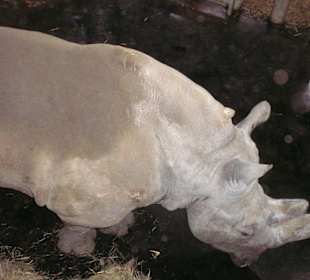 Nashorn