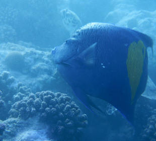 Kaiserfisch mit Karettschildkröde im Hintergrund