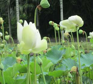 Lotusblüte im Botanischen Garten
