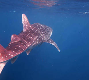 Walhai in der Bucht Abu Dabab direkt vor dem Malikia Hotel