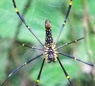 Spinne im Sinharaja Regenwald - Geführte Touren Astrid Tours