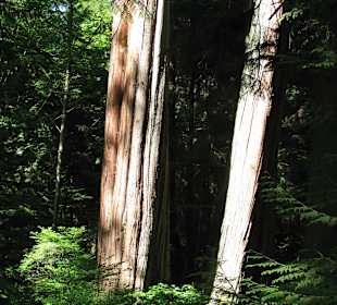Stanley Park Vancouver