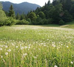Blumenwiese