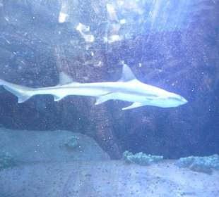 Röhren Aquarium Antalya 