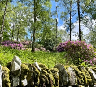 Rhododendronblüte im Mai/Juni