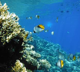 Coralli con pesci