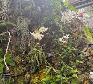 Botanischer Garten in Washington 