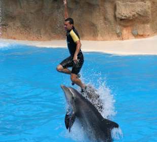 Delphin Show