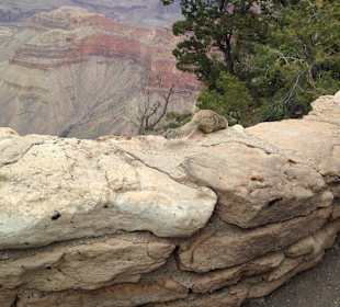 Grand Canyon - Squirrel