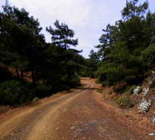 Blick nach vorn auf den herrlichen Weg