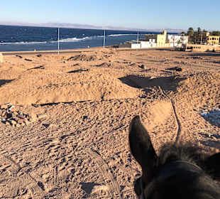 Reiten Dahab