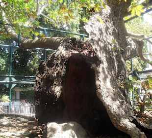 Die Platane des Hippokrates