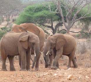 Safari Elefantenfamilie in Tsavo Ost