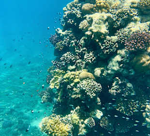 Schnorcheln Marsa Alam