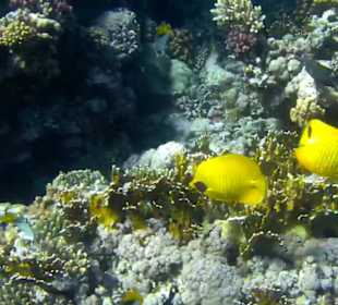 Schnorcheln Marsa Alam