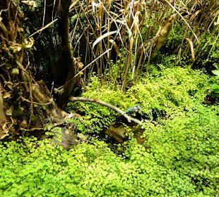 Diorama eines Flußufers