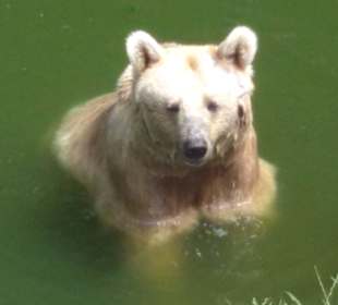 Badebär
