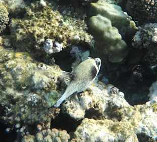 Pufferfish