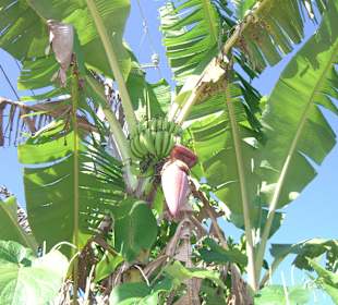 Wer möchte Bananen frisch von der Palme