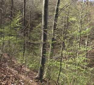 Wanderweg Hochgehkämpft