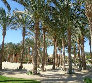Palmen an der Makadi Bay