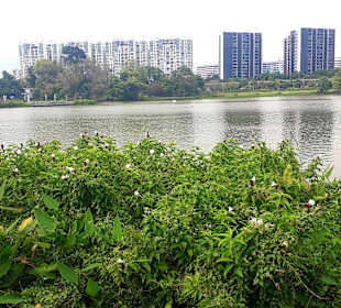 Jurong Lake und Gärten