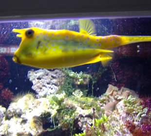 Außergwöhnlicher Fisch