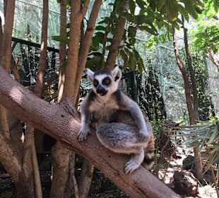 Lemuren hautnah 