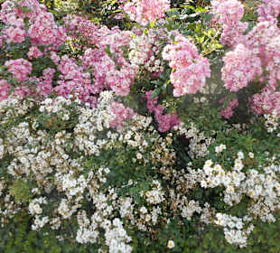 Im Rosarium Sangerhausen