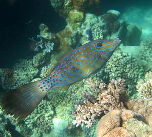 Schrift - Feilenfisch