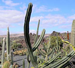 Jardin de Cactus