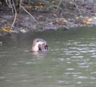 Otter beim Fressen