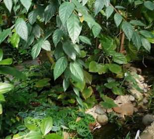 Botanischer Garten