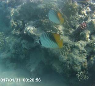 Schnorcheln Makadi Bay