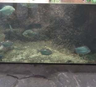 Tierpark Hellabrunn - Fische