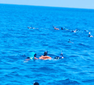 Schwimmen mit  Delfine 