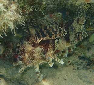 Schnorcheln Marsa Alam