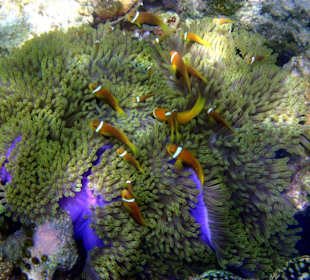 Viele Nemos