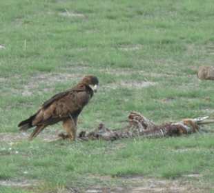 Und Adler beim Fressen